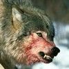 wasted_wulf